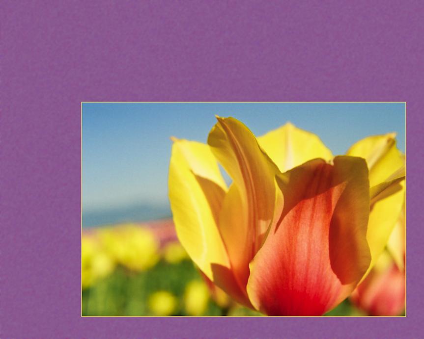 Triumphant Tulip